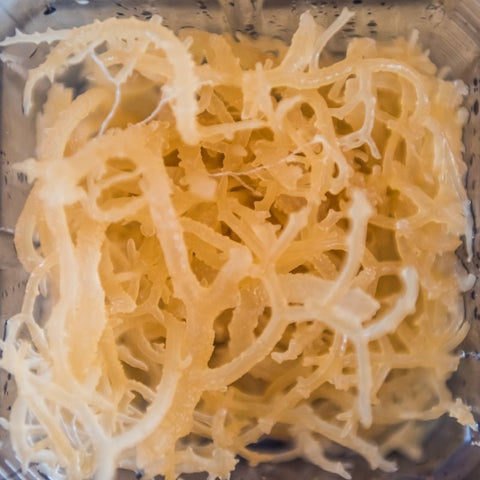 The Best Sea Moss To Buy Online: A Comprehensive Guide